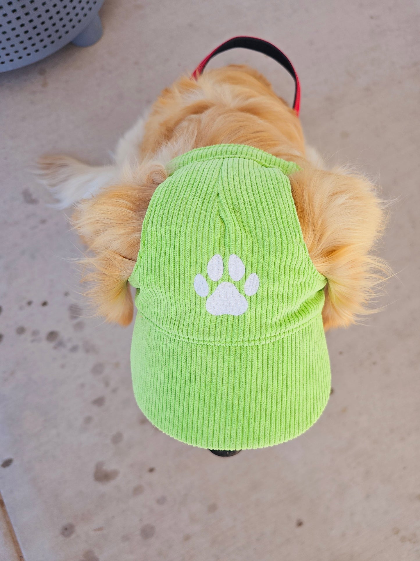 Chapeau Canin Élégant avec Protection Solaire pour Unisexe