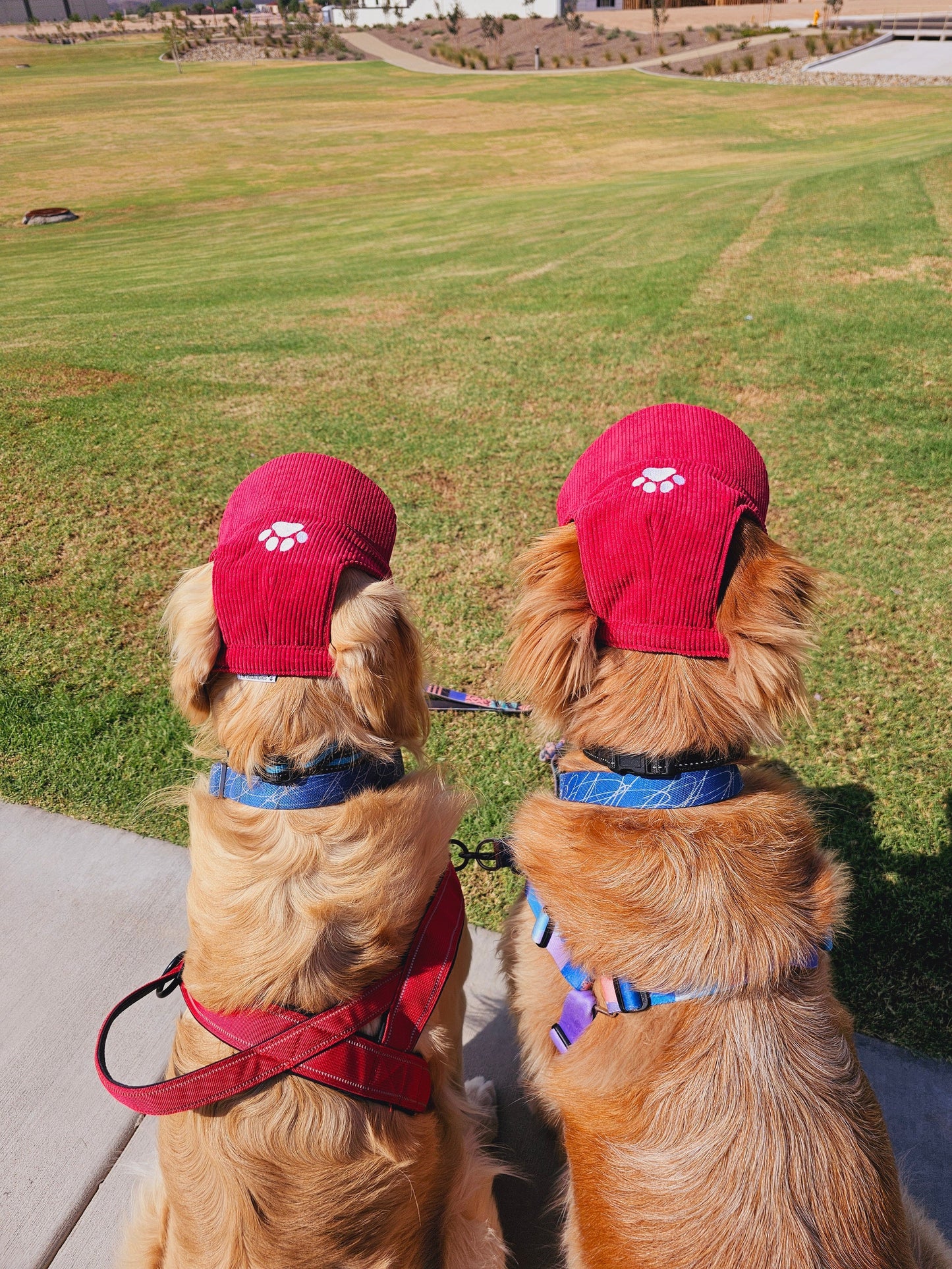 Chapeau Canin Élégant avec Protection Solaire pour Unisexe