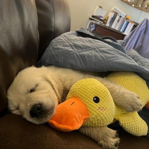 Ducko – Jouet Canard Apaisant Pour Chiens