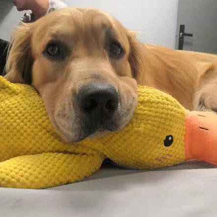 Ducko – Jouet Canard Apaisant Pour Chiens