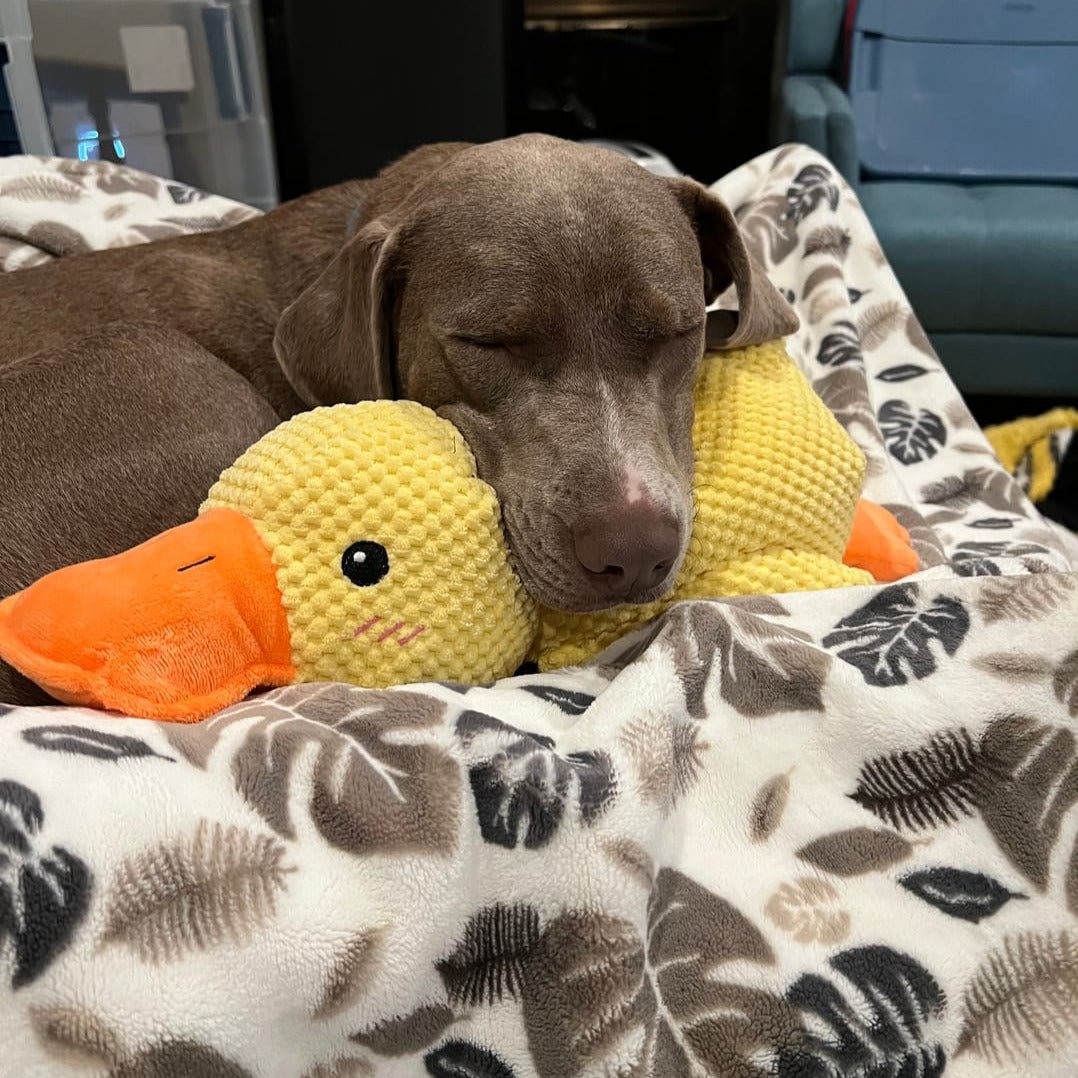 Ducko – Jouet Canard Apaisant Pour Chiens